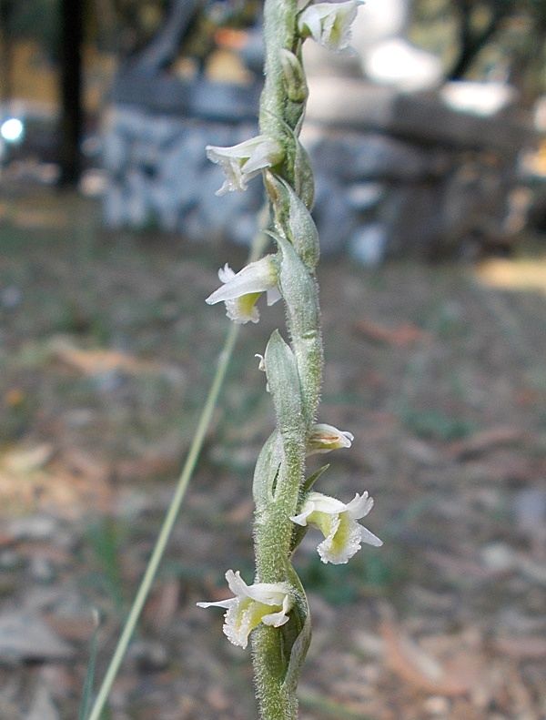 Spiranthes spiralis